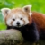 Zdjęcie profilowe Panda_YT