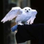 Zdjęcie profilowe Hedwiga Potter