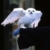 Zdjęcie profilowe Hedwiga Potter